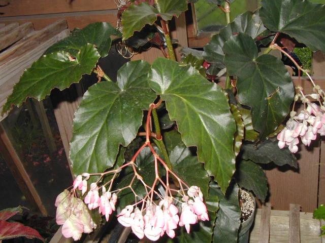 B. ‘Nocturny’